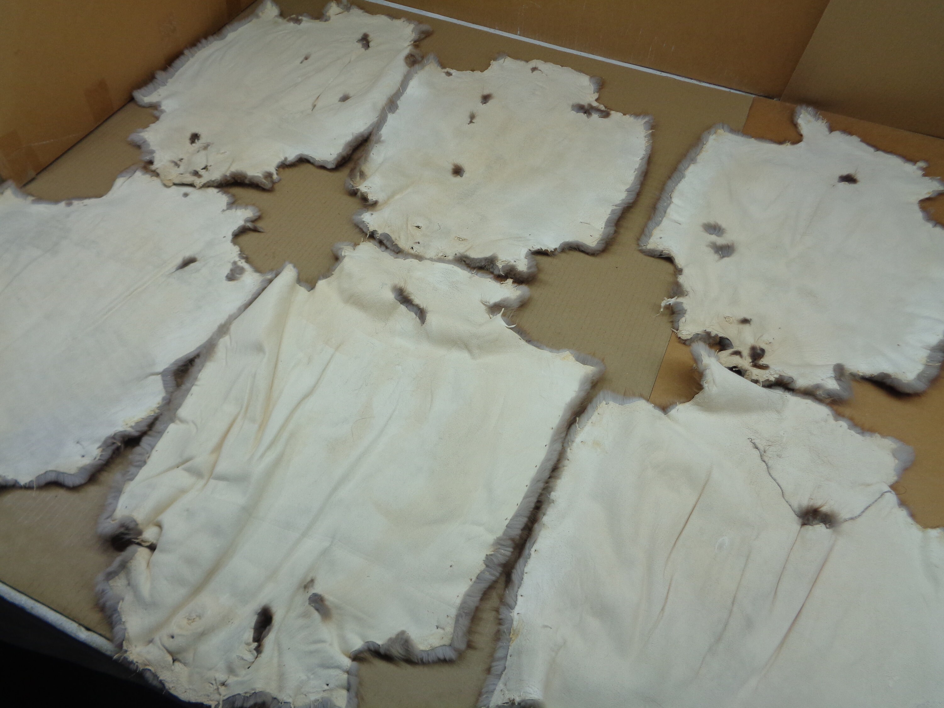 Beaver Hide Professionally Soft Tanned in Rug Form/crafts Etsy