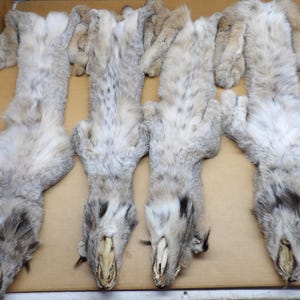 XL Alaskan Lynx Pelt: Professionally Tanned Fur Hide