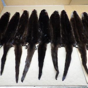 Medium river otter hide Professionally tanned/Pelt/Fur/Hair ties