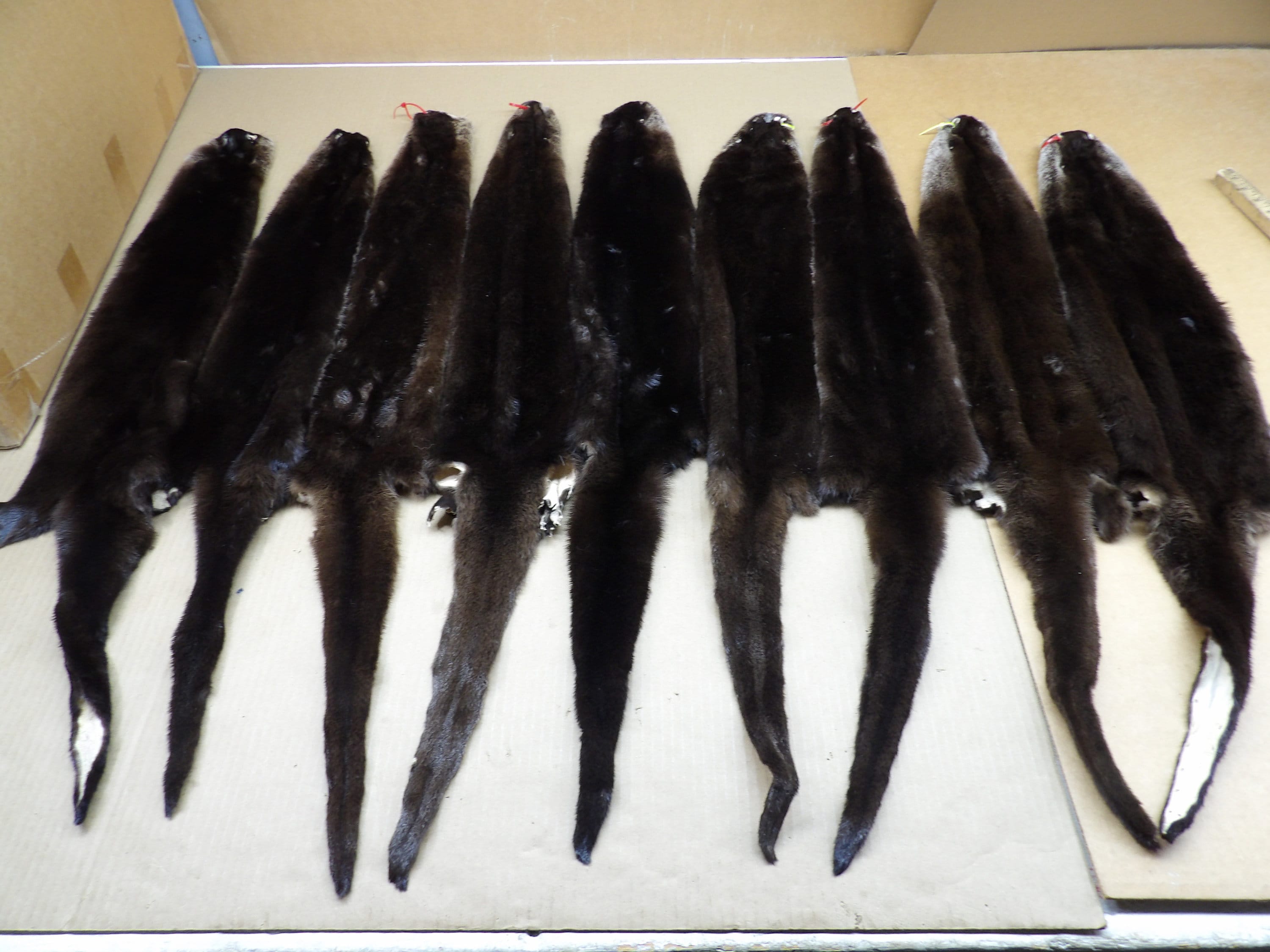 Medium river otter hide Professionally tanned/Pelt/Fur/Hair ties