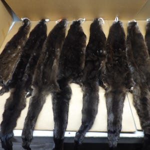 3XL Otter hide Professionally tanned #1 grade/Biggest in stock/Pelt/Fur/hair ties