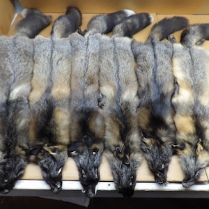 Alaskan Cross Fox #2 grade Professionally tanned/red grey fox/pelt/nicely furred