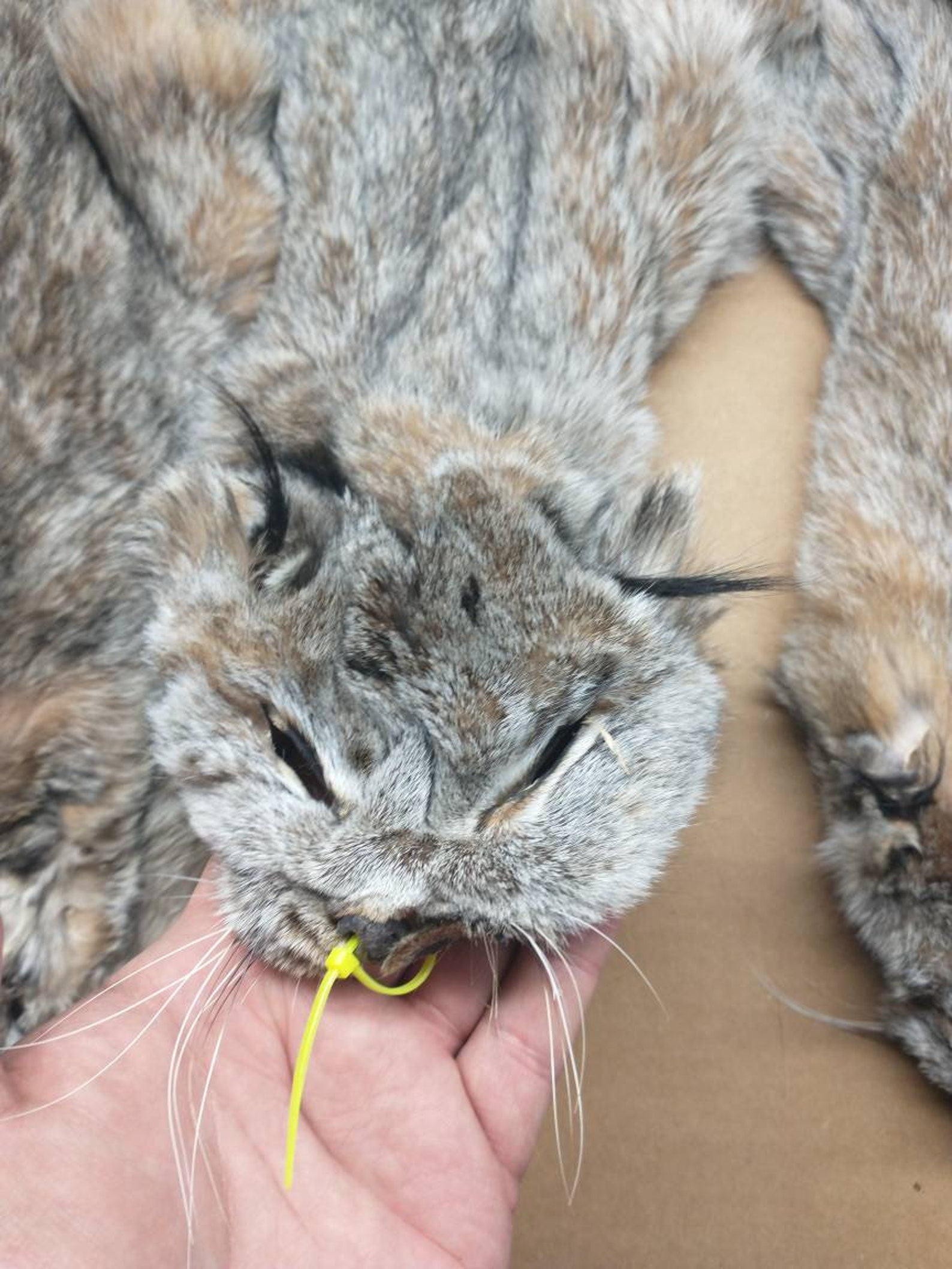 Professionally tanned XL 1 grade lynx hide/Pelt/Fur Etsy