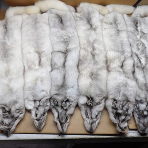 XXL Blue Fox hide #1 grade, Professionally tanned/pelt/nicely furred