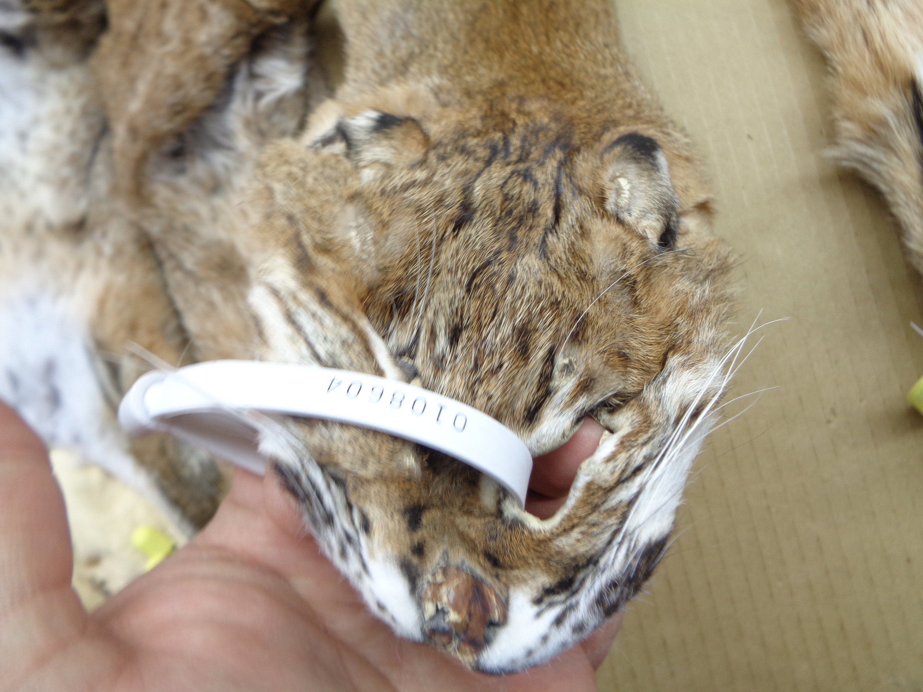 Professionally Tanned Bobcat Hide/lynx Cat/pelt/nice Spots Etsy