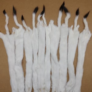 White Ermine Professionally Soft tanned #1 hide/Weasel/pelt