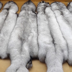 XXL Blue Fox hide #1 Top Lot grade, Professionally tanned/pelt/nicely furred