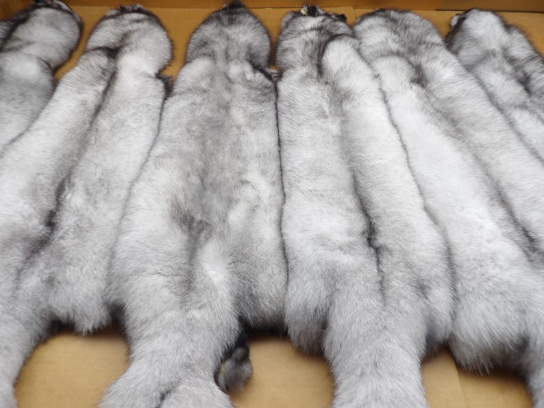 XXL Blue Fox Hide #1 Top Lot Grade, Professionally Tanned/pelt/nicely ...