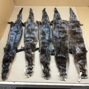 Tanned select grade XL river otter hide with 4 feet/pelt/furs/taxidermy