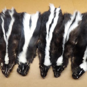 No tail professionally soft tanned Skunk hide