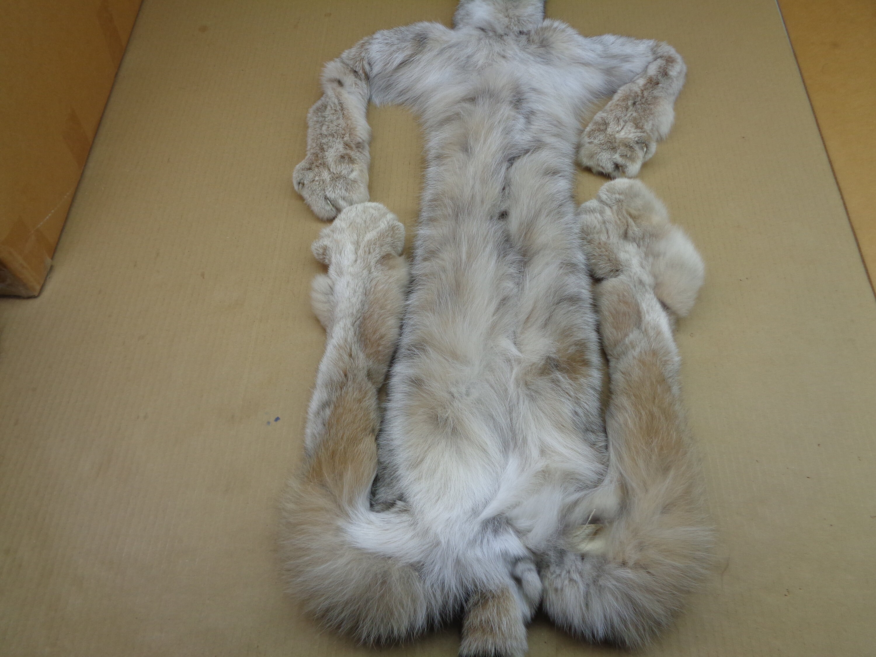 XXL Alaskan Lynx Hide With Feet and Claws Professionally Etsy