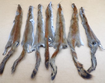 Canadian Pine Squirrel Professionally Soft tanned #1 fur/pelt/fly tying