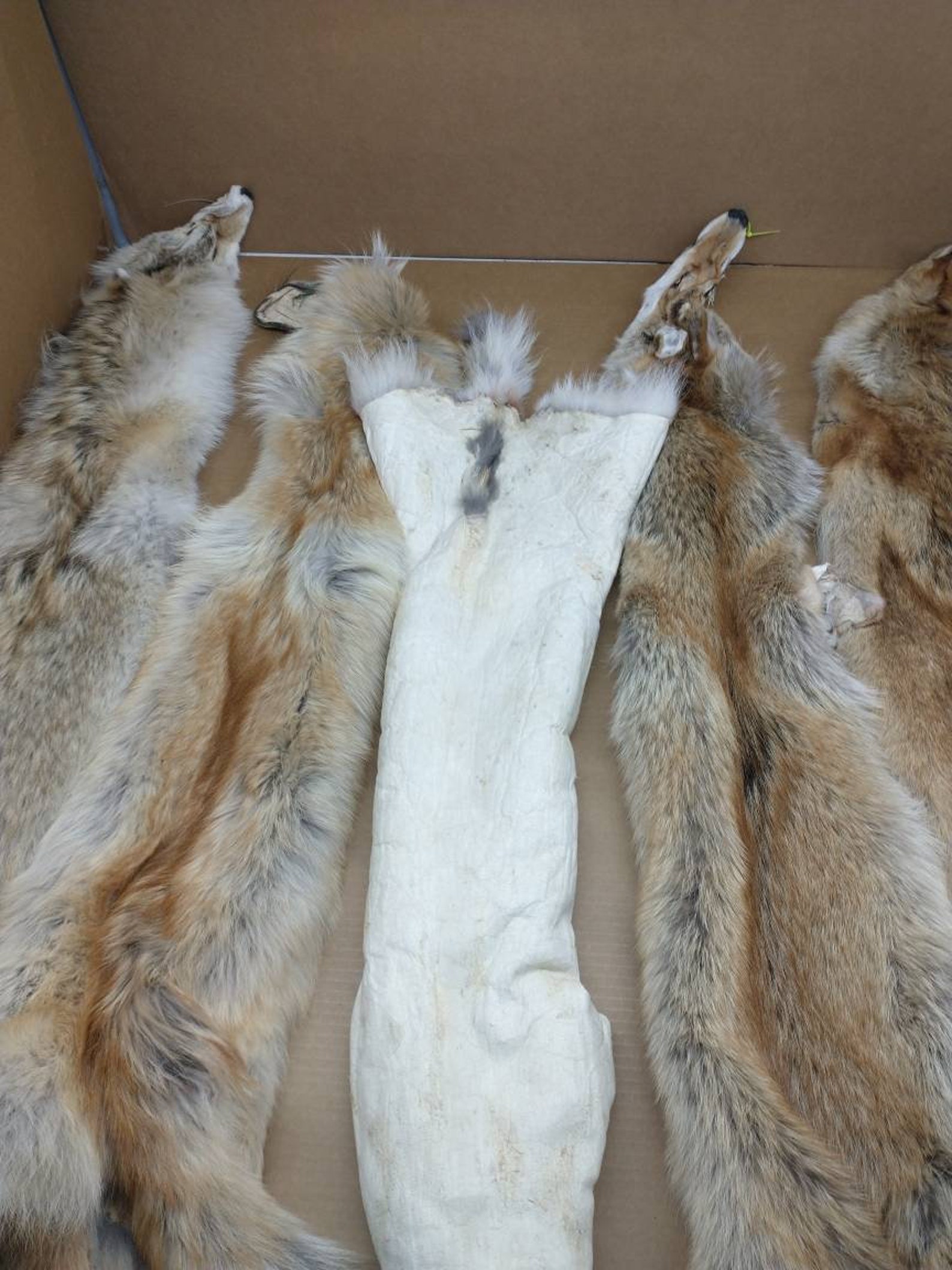 Professionally soft tanned Heavy Red Coyote hide/Fur/Western Etsy