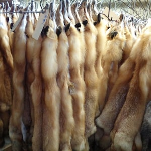 Professionally tanned #1 grade Red fox hide/Pelt