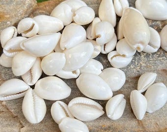 磨かれた白いタカラガイの殻：ジュエリー作りに最適な天然のカウリ貝