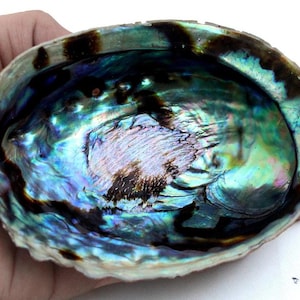 Conchiglia di abalone, bruciatore di incenso a conchiglia, ciotola per sbavature per contenere artigianato di sbavature, esponi tutte le taglie disponibili dalla piccola alla extra large, scegli una taglia