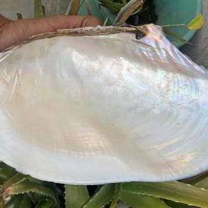 Shell Freshwater River Sea Shell Natural Pearl Oyster Shell Polished Shell For Jewelry Making Shell Polished wholesale Lot for Home Decor.