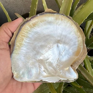 May include: A large, iridescent white seashell with a brown outer edge. The shell has a smooth, pearlescent surface and a slightly curved shape.