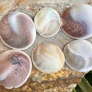 Fóssil natural de Shiva, tamanho grande, lote de olhos de Shiva, suprimentos para artesanato, para fazer joias, lote de atacado para decoração de casa.