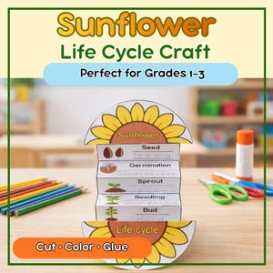 May include: A sunflower life cycle craft for grades 1-3. The craft features a paper sunflower with the stages of growth labeled: seed, germination, sprout, seedling, and bud. Includes pencils, scissors, and glue.