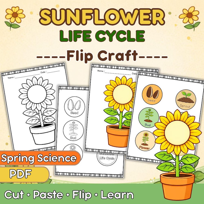 Puede incluir: P&aacute;ginas imprimibles de manualidades desplegables sobre el ciclo de vida del girasol. Las p&aacute;ginas muestran un girasol en maceta, ilustraciones de semillas, capullos, brotes y flores. El texto incluye "Ciclo de vida del girasol".