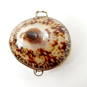 May include: A round hinged box crafted from a polished tiger cowrie shell featuring a glossy cream and dark brown mottled pattern. The container is secured with a thin gold-toned metal rim and includes small metal loops at the top and bottom.