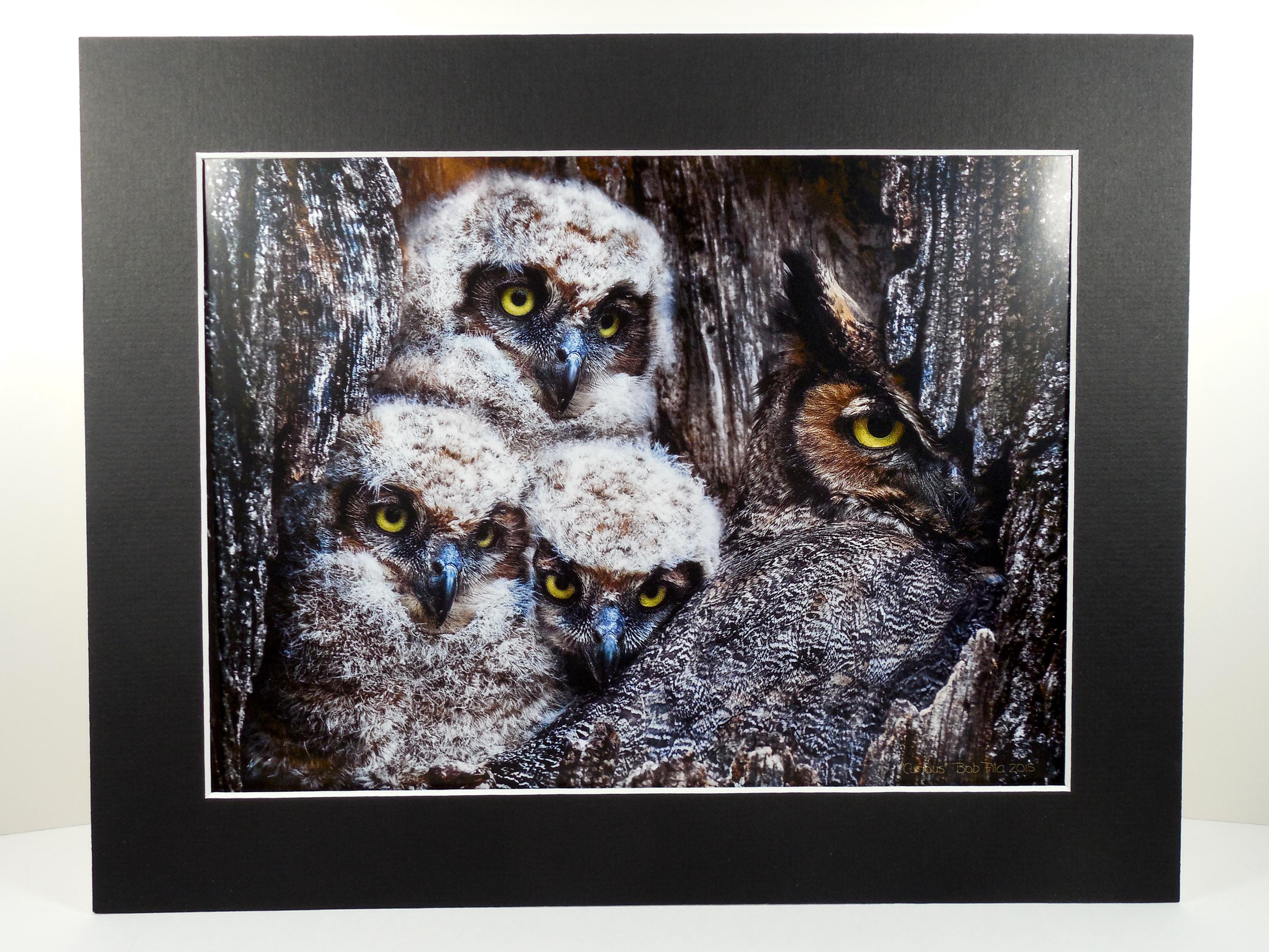 Great Horned Owl And Three 3 Owlets Baby Owls Artist Signed Titled "Curious" Photograph Ph