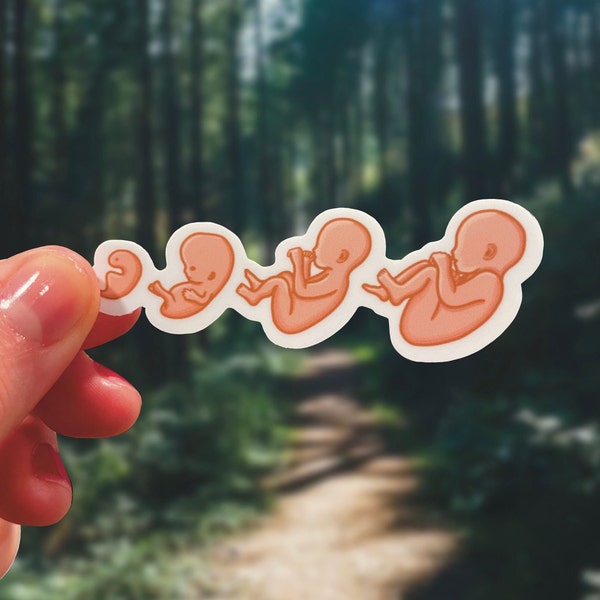 Pro life Sticker 3x1in | Pregnancy Progression Sticker | Conservative | Libertarian | Republican | Christian | Catholic | Pro-Vida