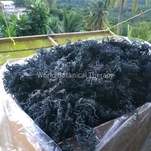 5 Lbs Wholesale Bulk The BEST Organic Green Irish Sea Moss harvested from the clean shores of St Lucia