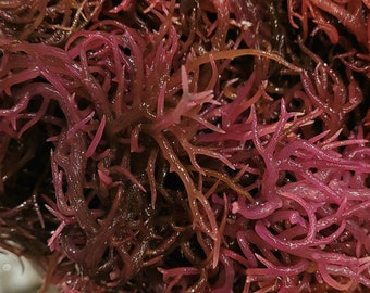 The BEST Organic Purple Irish Sea Moss 2 oz. | harvested from the clean shores of St. Lucia
