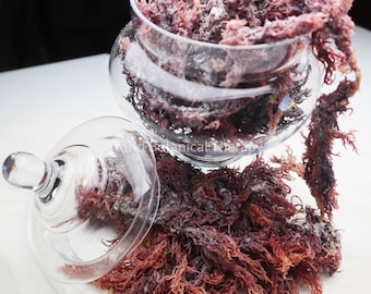 5 Lbs. + Wholesale | Bulk | The BEST Organic Purple Irish Sea Moss| harvested from the clean shores of St. Lucia
