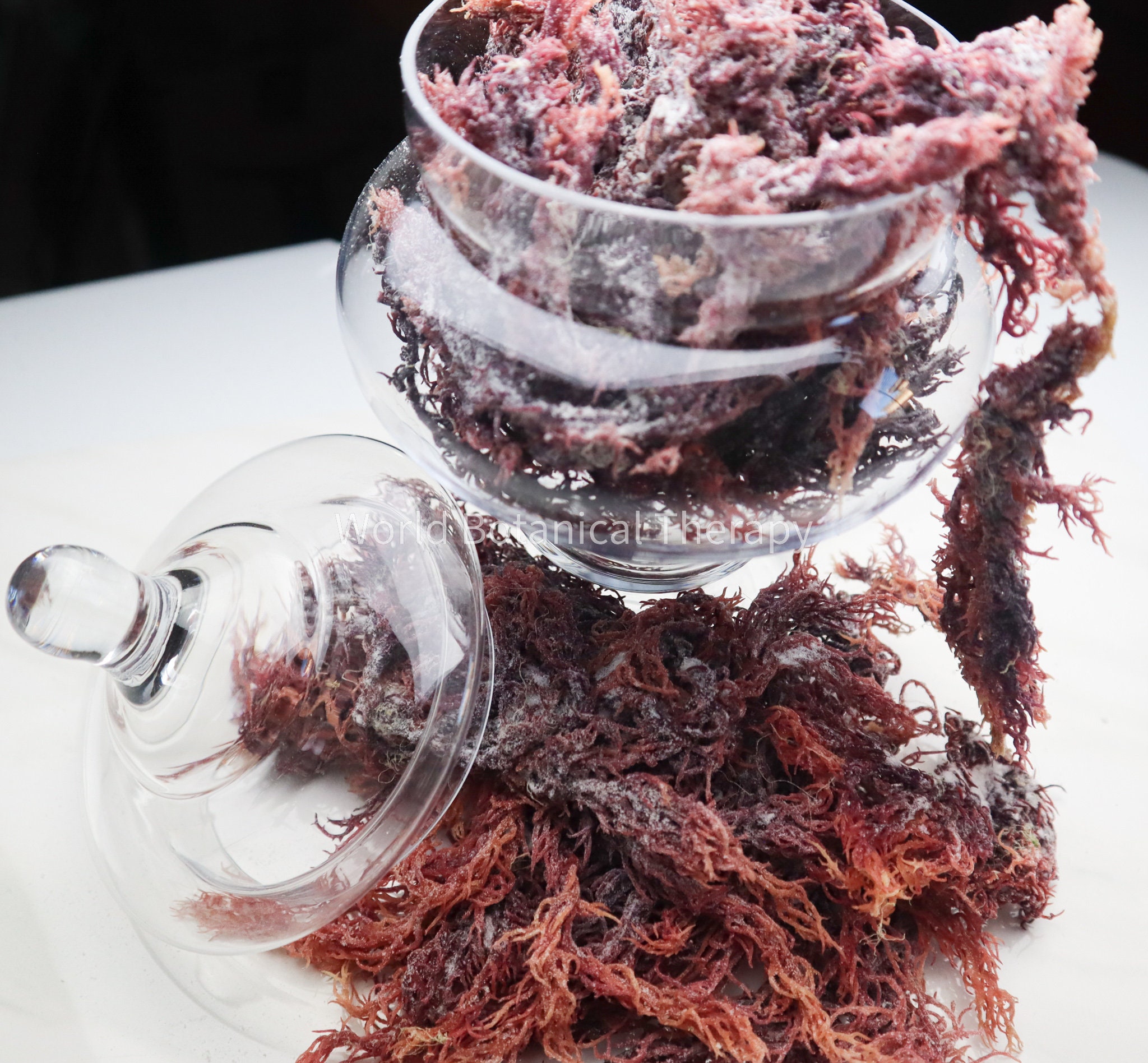 5 Lbs. + Wholesale | Bulk | The BEST Organic Purple Irish Sea Moss| harvested from the clean shores of St. Lucia