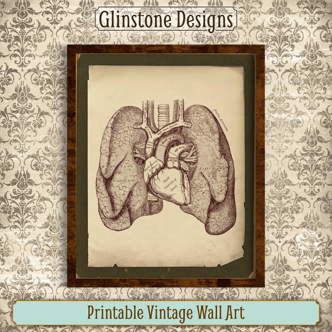 Printable Vintage Human Anatomy Wall Art, Heart and Lungs, Antique ...