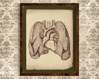 Printable Vintage Human Anatomy Wall Art, Heart and Lungs, Antique ...