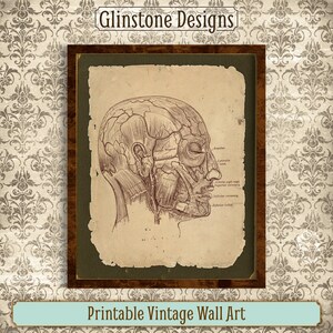 Printable Vintage Human Anatomy Wall Art, Human Head Picture, Reproduction Vintage Anatomical Illustration, Antique Medical Anatomy Print