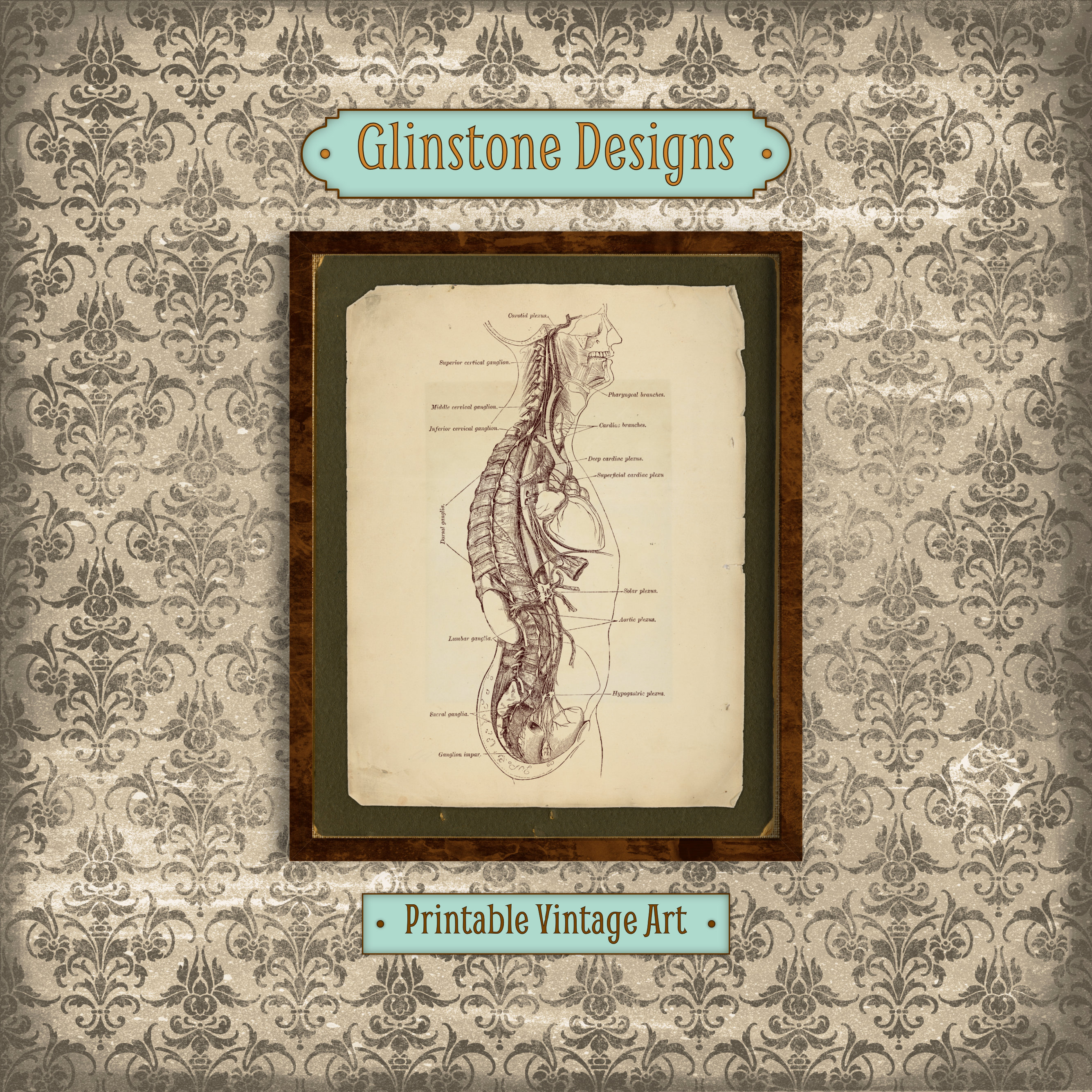 Printable Vintage Human Anatomy Wall Art, Body Cross-section ...