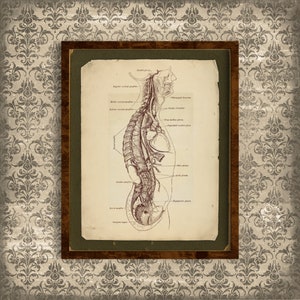 Printable Vintage Human Anatomy Wall Art, Body Cross-Section, Reproduction Vintage Anatomical Illustration, Antique Medical Anatomy Print