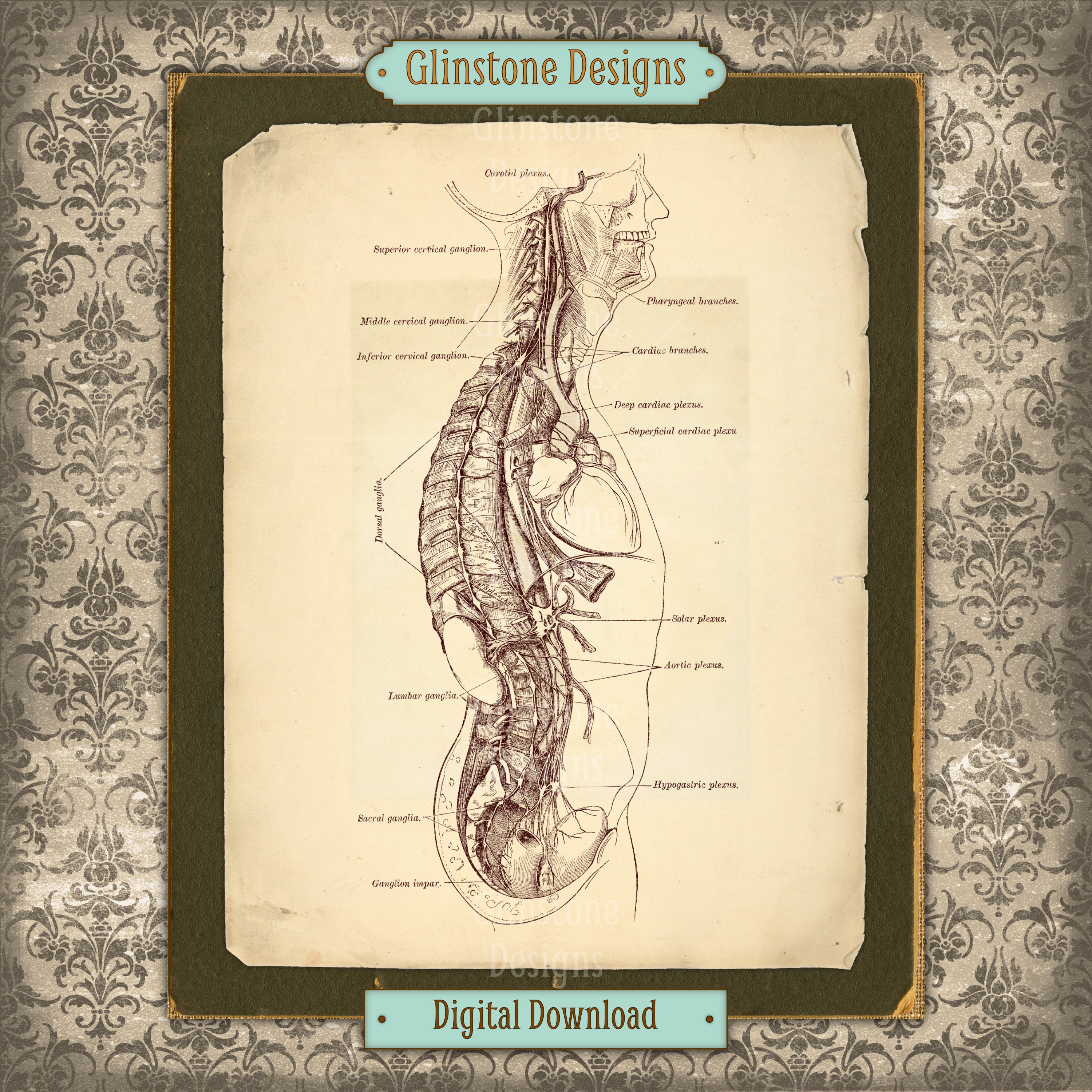 Printable Vintage Human Anatomy Wall Art, Body Cross-section ...