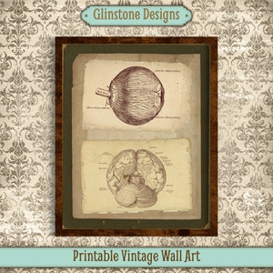 Printable Vintage Human Anatomy Wall Art, Human Eye and Brain, Antique Medical Anatomy Print, Reproduction Vintage Anatomical Illustration
