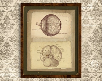 Printable Vintage Human Anatomy Wall Art, Human Eye and Brain, Antique Medical Anatomy Print, Reproduction Vintage Anatomical Illustration