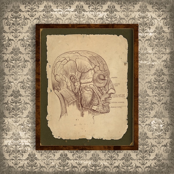 Anatomical Print Etsy