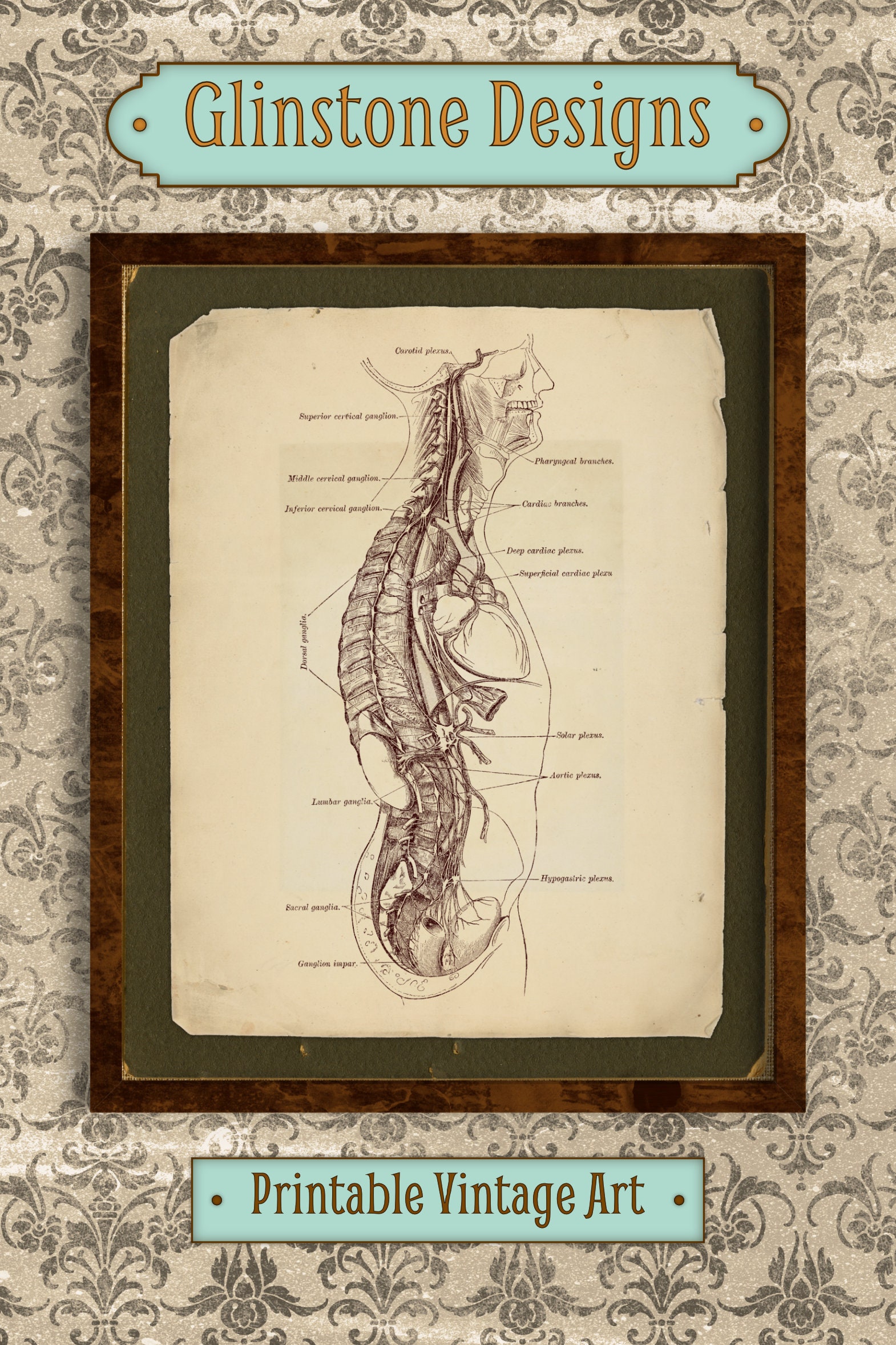 Printable Vintage Human Anatomy Wall Art, Body Cross-section ...