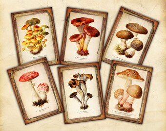 Printable Art Cards, Vintage Mushroom Illustrations, Fungus Art, ATC, Ephemera, Scrapbooking, Junk Journaling, Card Making, Paper Craft