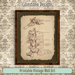 Printable Vintage Human Anatomy Wall Art, Vertebrae, Spine, Reproduction Vintage Anatomical Illustration, Antique Medical Anatomy Print