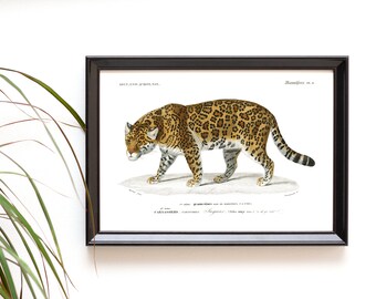 Jaguar vintage-style print, big cat art reproduction, illustration from the 19th century
