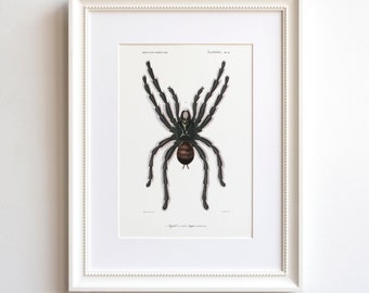 Tarantula art print, wall art for dark academia, goth or spider themed home decor