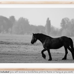 Black stallion horse in morning mist | Original Photography | Photo Print | Fine Art | Equestrian | Equine | Home Wall Art | Black and White