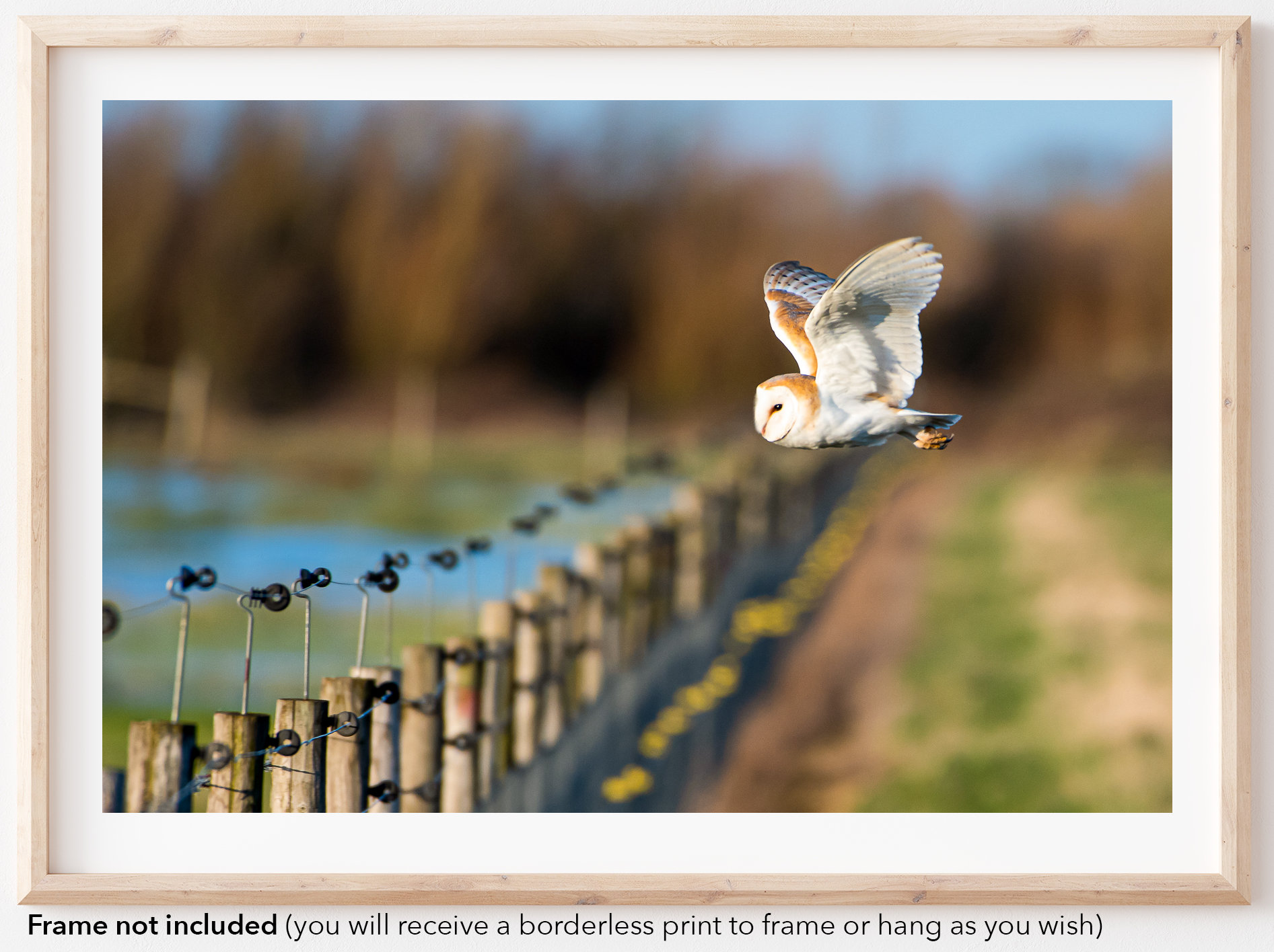 Barn Owl Flying | Original Photography | Photo | Print | Nature | Wildlife | British Bird UK| Home W