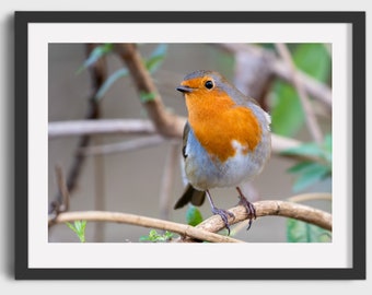 European Robin | Printable | Original Photography | Digital Download | Nature | UK Wildlife | Home Wall Art | High Res | Birds | Red | Robin