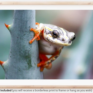 Bright Orange Frog Amphibian | Original Photography | Photo Print | Nature | African Wildlife | Home Wall Art | High Res